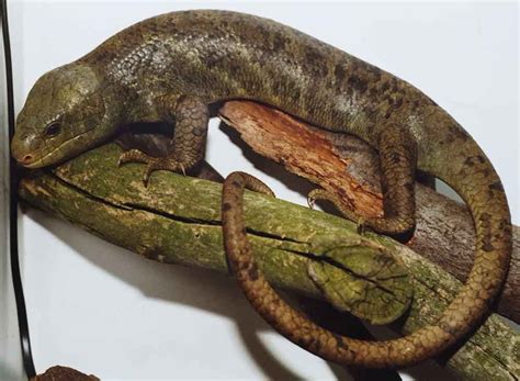 Corucia Of The Solomon Islands Most Amazing Of Skinks — Tetrapod Zoology