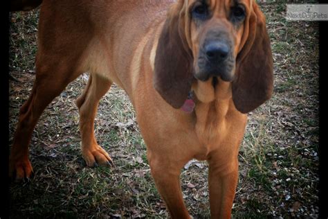 These puppies make great tracking dogs. Bloodhound puppy for sale near Dallas / Fort Worth, Texas ...