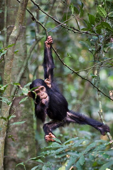 Chimpanzee Infant Playing In Tree Stock Image C0420735 Science