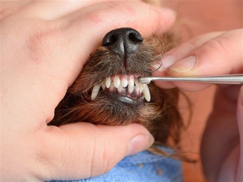 Can a 15 year old male dog make puppies with my 2 year old dog. 3 Simple Ways To Keep Your Yorkie's Teeth Clean - iHeartDogs.com