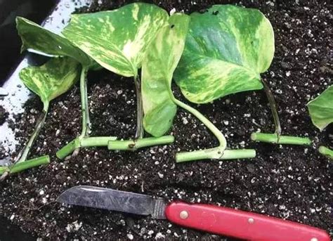 There are a few different ways to propagate succulents. 20 Plants And Herbs Which You Can Grow From Cuttings ...