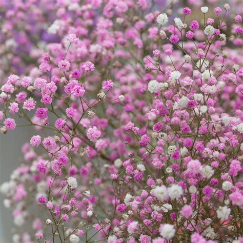 Gypsophila Paniculata Plants For Sale Babys Breath Pink Easy To