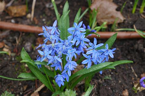 Get To Know The Minor Spring Flowering Bulbs 27 East
