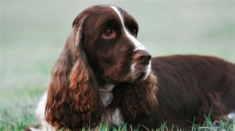 We have assisted previous owners in finding new homes for their dogs in the event that they can no longer care. English Springer Spaniel Dog Facts - YouTube