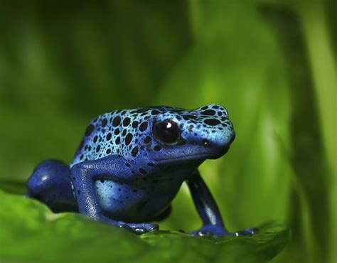 12 Elusively Blue Animals The Rarest Critters Of All Frog Animals