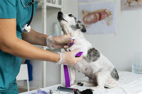 The Importance Of Regular Veterinary Check Ups For Your Pets Vets For
