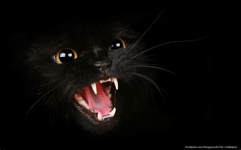 Black Cat Hissing Wallpapers And Backgrounds For Myspace And Twitter