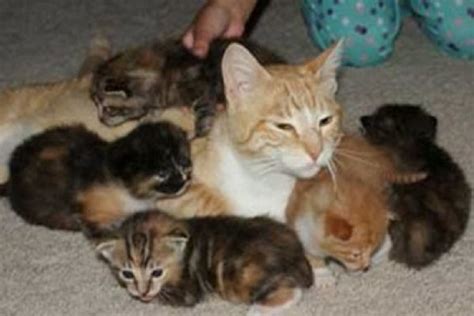 True form increases health and freeze duration. Mother Cat Takes a Bullet to Save Her Kittens | One Green ...