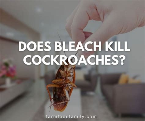 Does Bleach Kill Cockroaches 5 Ways To Get Rid Of Roaches With Bleach