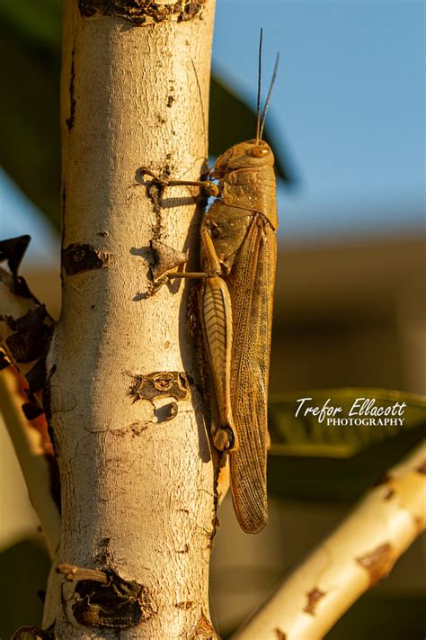 Giant Grasshopper Valanga Irregularis 23 01 By Trefor Ellacott 500px