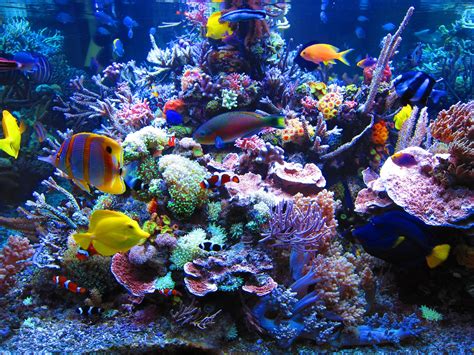 Marine Aquarium Backgrounds Desktop Aquarium 4000x3000 Download