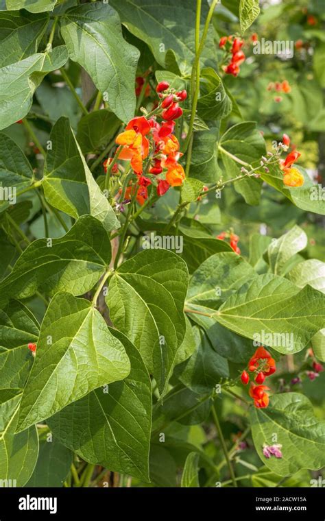 Fire Beans Phaseolus Coccineus Flowering Stock Photo Alamy