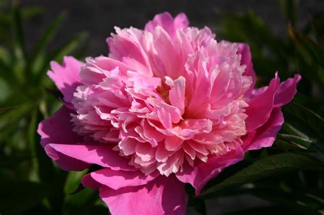 Pink Cameo Parkland Peonies