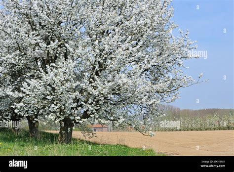Orchard With Cherry Trees Blossoming Prunus Avium Cerasus Avium