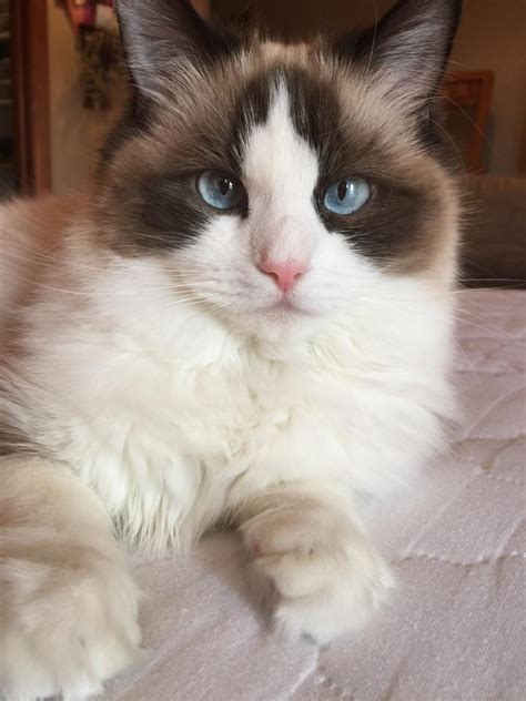 Scientists still don't know quite why some kitties go crazy for the aromatic herb and others. Ragdoll Cats Facts