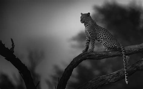 Stephan Tuengler Wildlife Photography Linyanti Leopard 2013