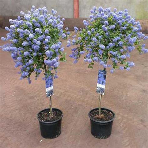 Check spelling or type a new query. Ceanothus Repens Tree | ScotPlants Direct