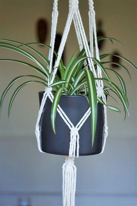 Spider Plant Houseplants For Hanging Indoors Hanging