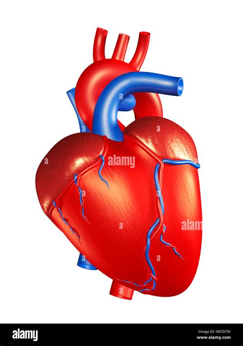 Human Heart High Resolution Stock Photography And Images Alamy