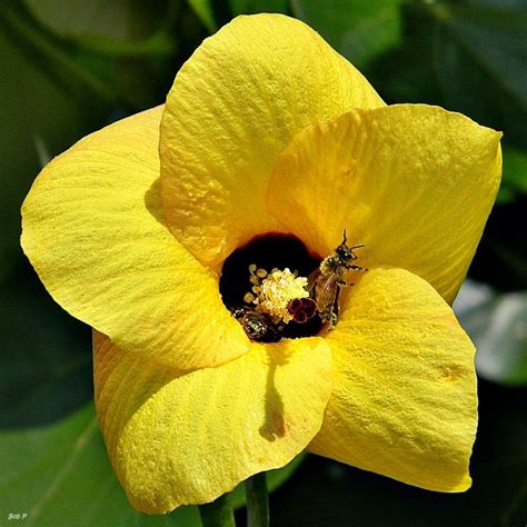 Sea Hibiscus Mahoe Hibiscus Tiliaceus 20 Seeds Usa Company Etsy