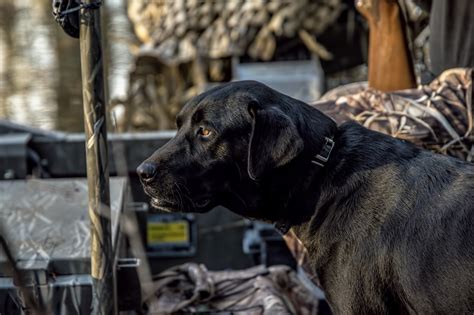 8 Surefire Ways To Ruin A Duck Hunting Dog Outdoorhub