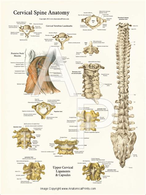 Human Spine Anatomy Posters Human Anatomy Thoracic An