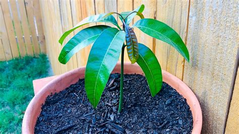 How to grow a mango tree in a cool climate or when you don't have space? How To Grow A Mango Tree From Seed in 6 Weeks - EASY ...