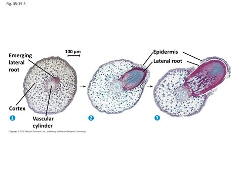 PPT Chapter 33 Stems And Plant Transport Chapter 34 Roots