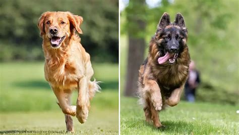 Can A Golden Retriever And German Shepherd Live Together Explained