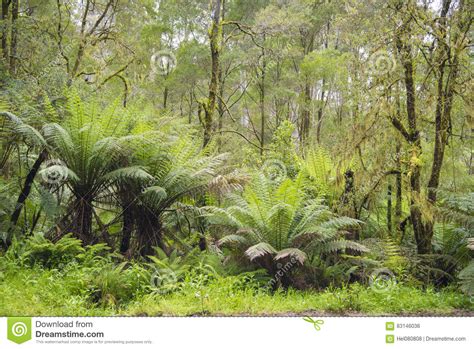 Man Ferns And Rainforest Trees In A Rain Forest Pathway Srewn With