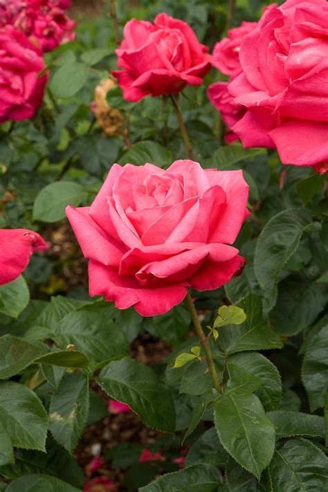 Tips For Pruning Roses Better Homes And Gardens