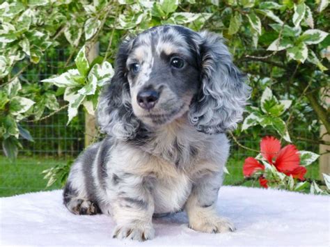 Miniature dachshund puppies for sale muddy river dachshunds akc. Amazing Facts About The Dapple Dachshund | Pets Nurturing
