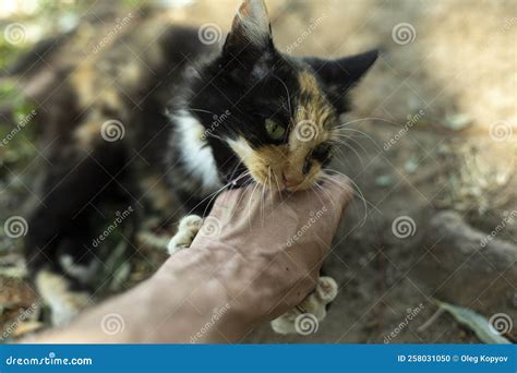Cat Bites Hand Playing With Cat On Street Stray Animal In Summer
