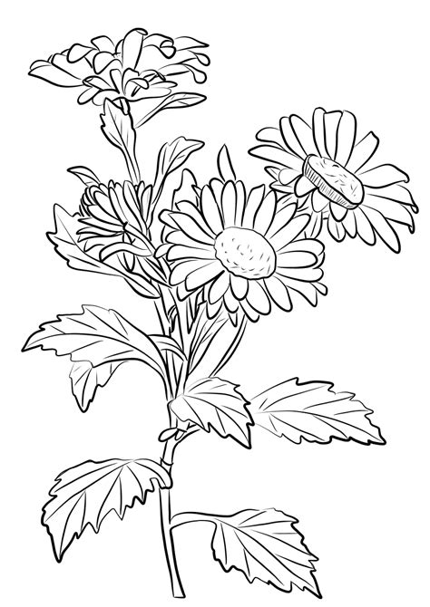 Chrysanthemum Coloring Pages To Download And Print For Free