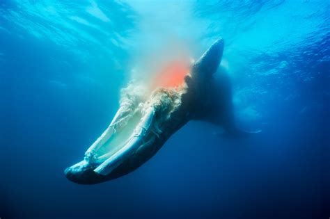 Dead Whales Make For An Underwater Feast Audubon