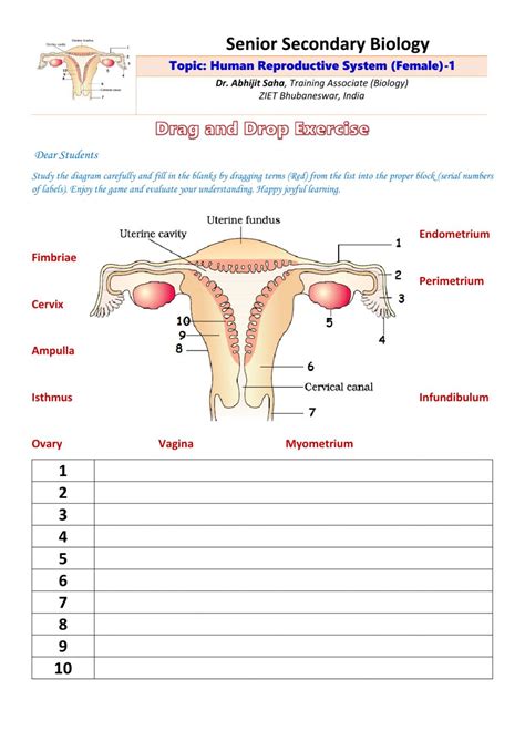 Anatomy Of The Female Reproductive System Worksheet Answers Anatomy