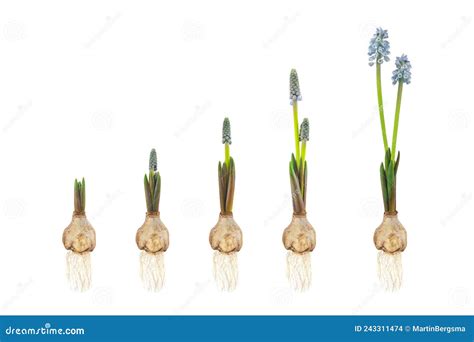 Growth Stages Of A Blue Grape Hyacinth From Flower Bulb To Blooming