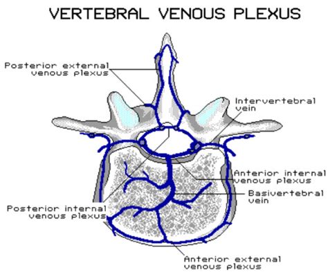 Internal Vertebral Venous Plexus