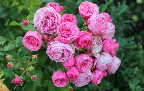 Pink Wild Roses On Rose Bush Image Abyss