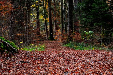 Forest Leaves Path Autumn Free Image Download