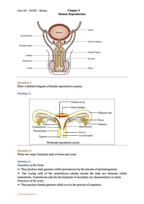 Ncert Solution For Class 12 Biology Chapter 3 Human Reproduction