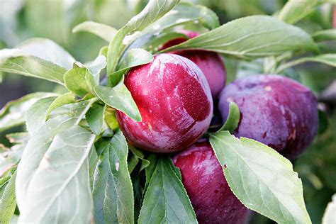 These varieties bloom and ripen earlier, tend and to have larger crops. Las Aventuras: Satsuma Plum