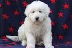 Review how much maremma sheepdog puppies for sale sell for below. Maremma Sheepdog Puppies for Sale from Reputable Dog Breeders