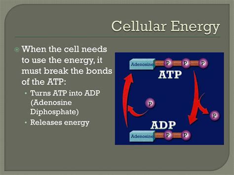 Ppt How Does The Cell Make The Energy It Needs To Survive Powerpoint