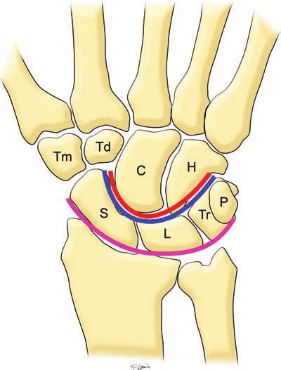 The vertebral column is continued into the tail, the bones of the tail being known as the caudal. Normal anatomy of the carpal bones. Diagram of the wrist ...