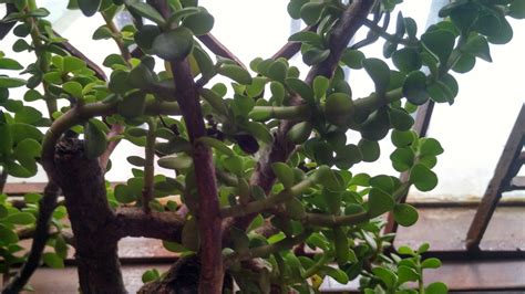 Harsh light can scorch young, immature plants or cause the leaves on older ones to turn red. houseplants - Why does this Jade plant have small leaves ...