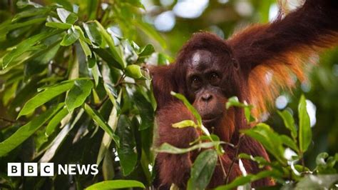 100000 Orangutans Killed In 16 Years Bbc News