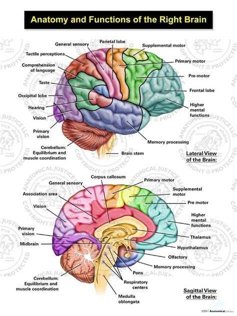 Anatomy And Function Of The Brain 5a8 In 2022 Brain Anatomy Brain