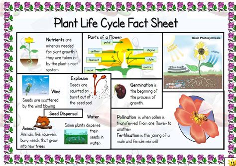 Plant Life Cycle Double Sided Fact Sheet Teaching Resources Plant