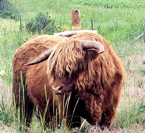 American Highland Cattle Association